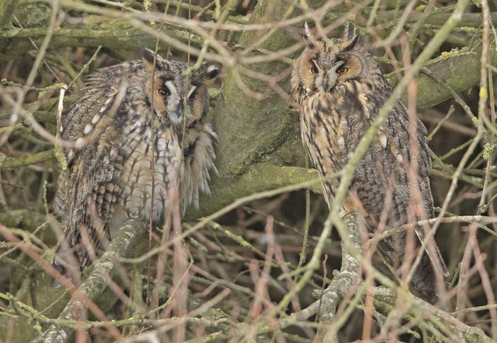 Long-eared Owl