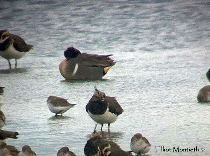 Green-winged Teal