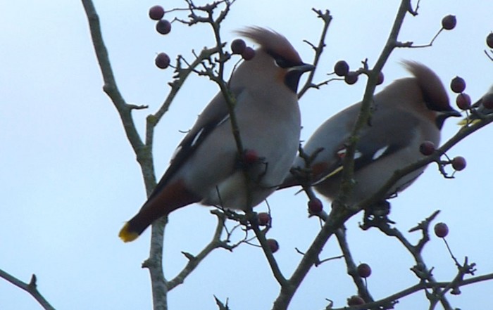 Waxwing