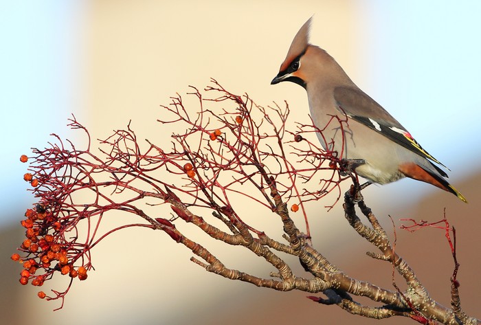 Waxwing