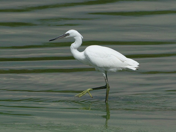 Little Egret