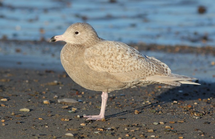 Glaucous Gull