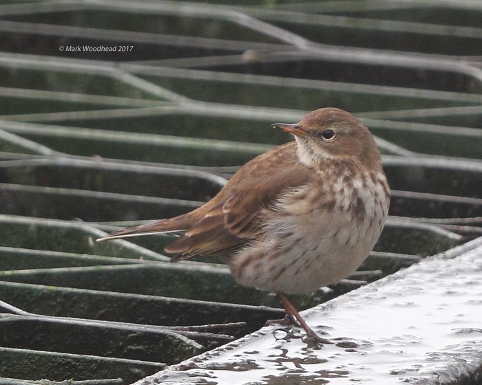 Water Pipit