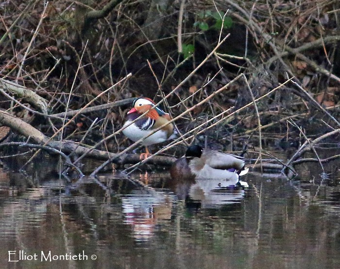 Mandarin
