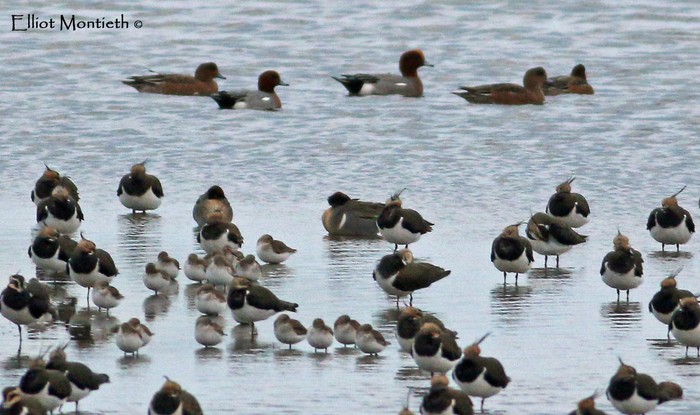 Green-winged Teal