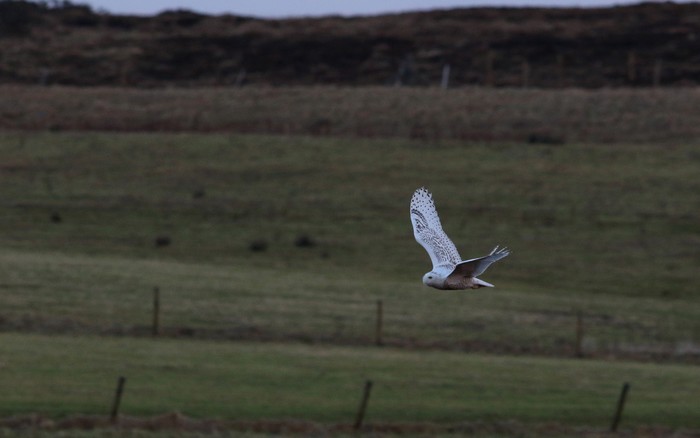 Snowy Owl