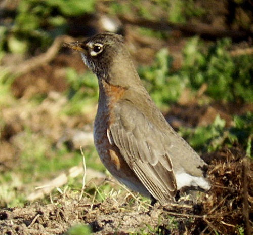 American Robin