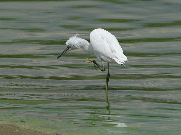 Little Egret