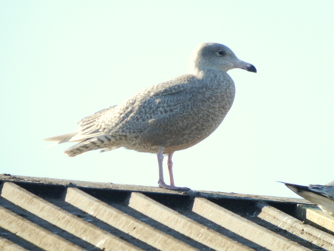Glaucous Gull