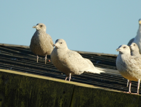 Iceland Gull