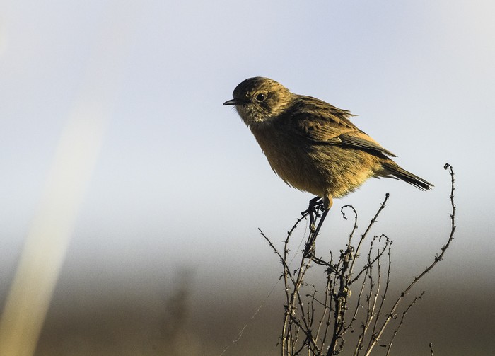 Stonechat