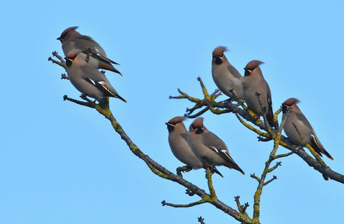 Waxwing