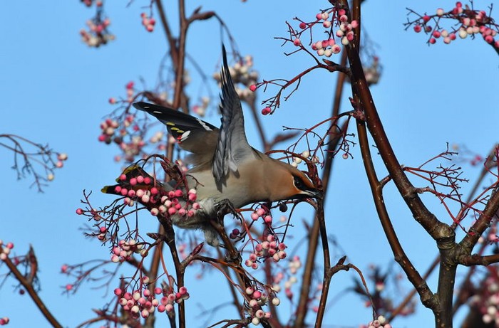 Waxwing