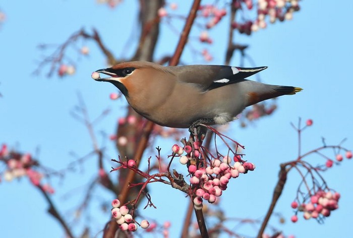 Waxwing