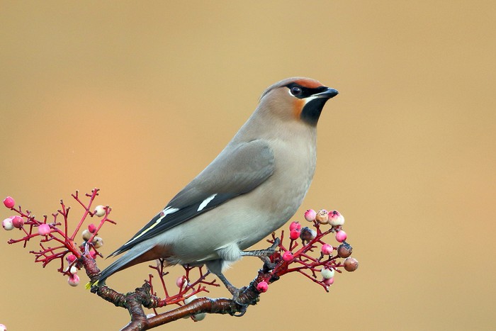 Waxwing