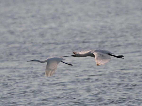 Spoonbill