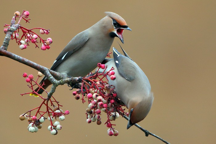 Waxwing