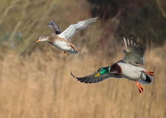 Mallard