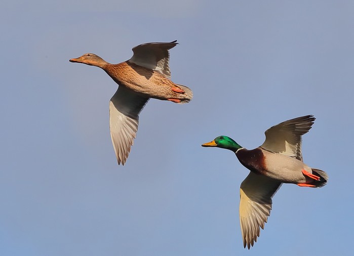 Mallard