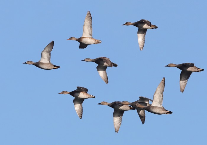 Gadwall