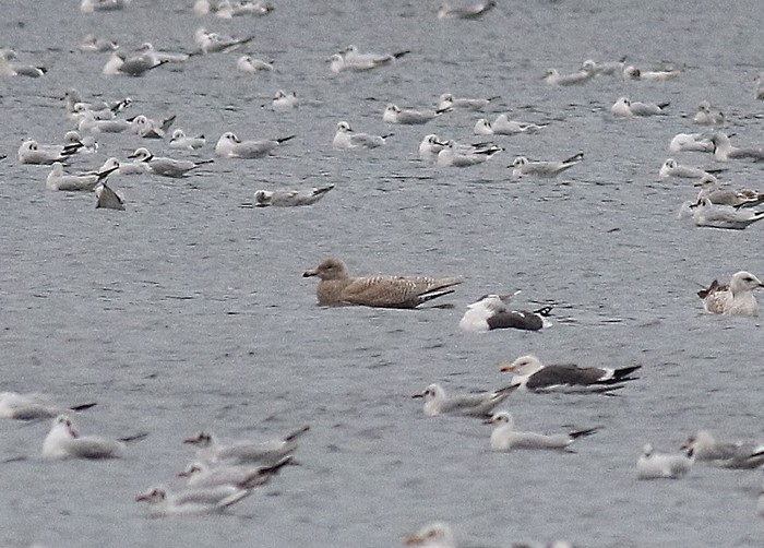 Glaucous Gull