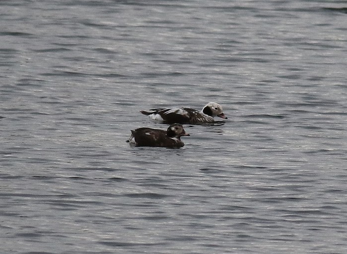 Long-tailed Duck