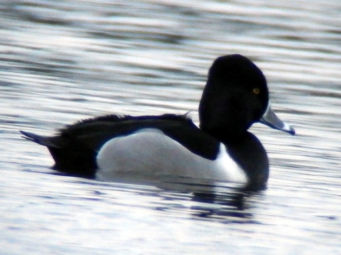 Ring-necked Duck
