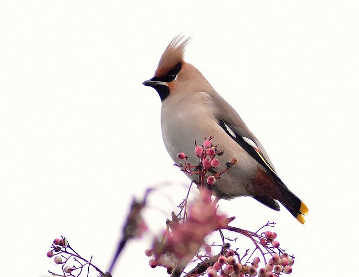 Waxwing