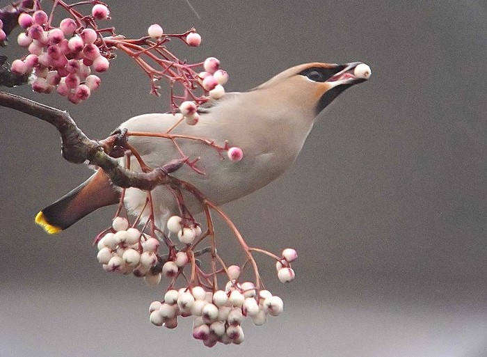 Waxwing