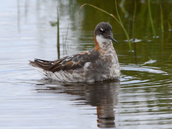 Red-necked Phalarope