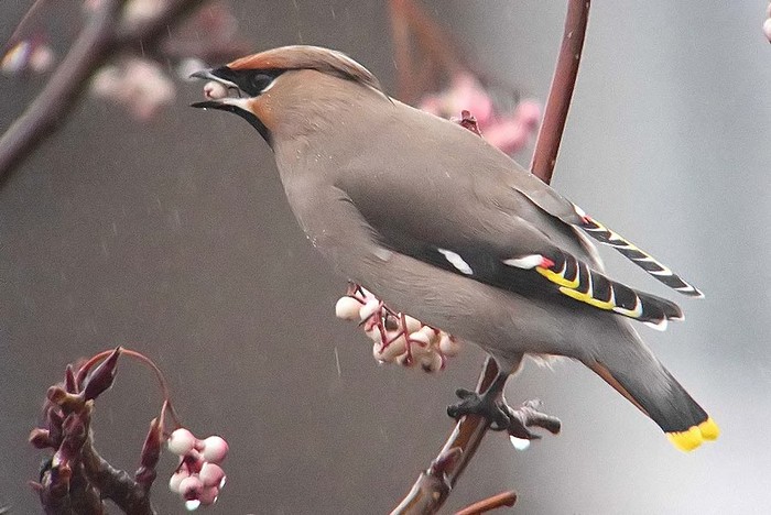Waxwing