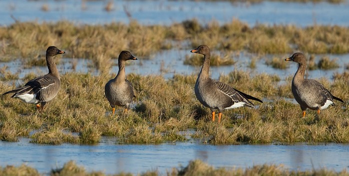 Tundra Bean Goose
