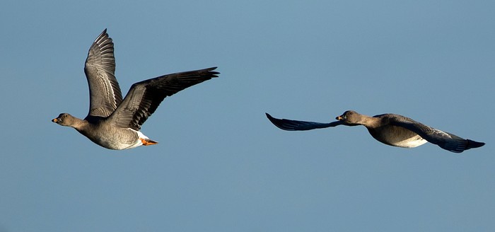 Tundra Bean Goose