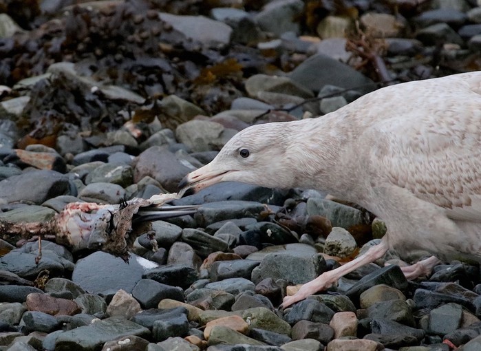 Glaucous Gull