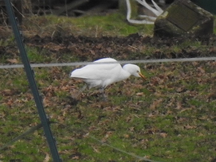 Cattle Egret