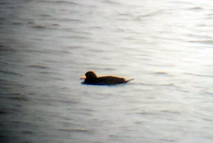 Black Scoter