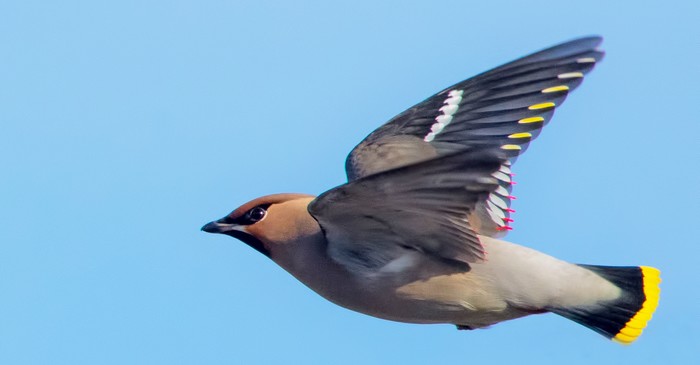 Waxwing