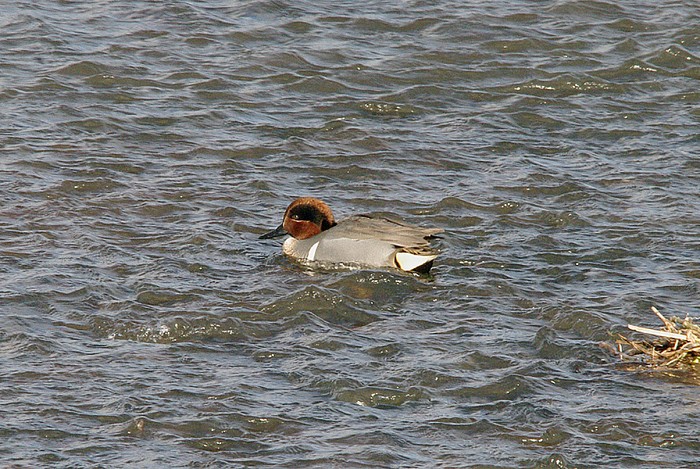 Green-winged Teal