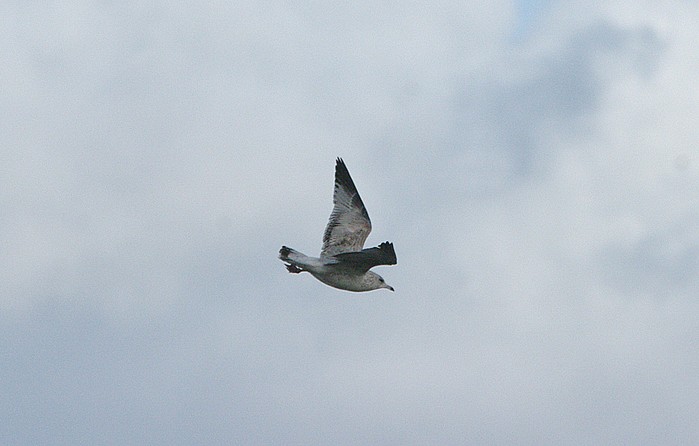 Ring-billed Gull