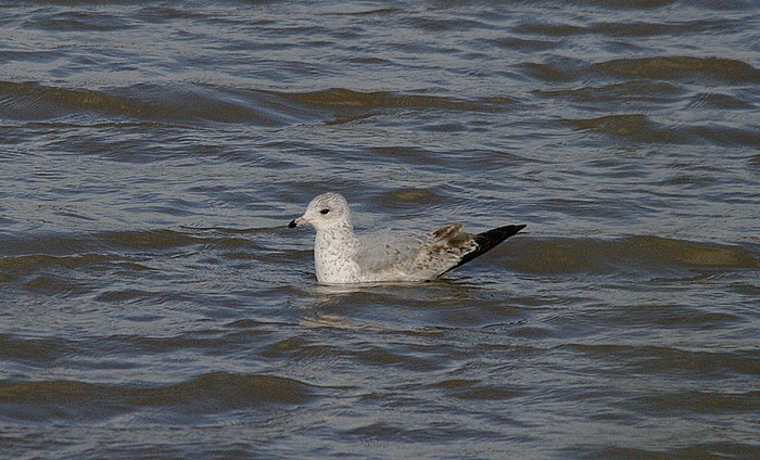 Ring-billed Gull
