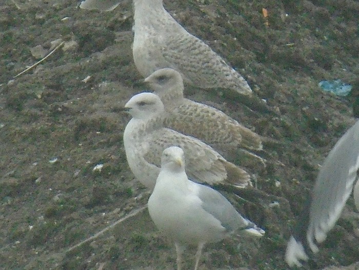 Caspian Gull
