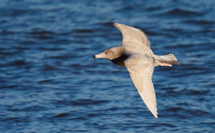 Glaucous Gull