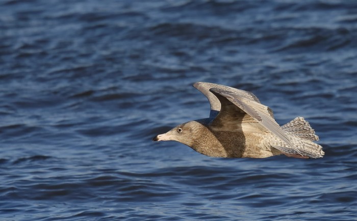 Glaucous Gull