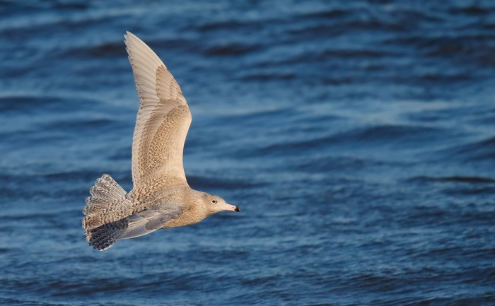 Glaucous Gull