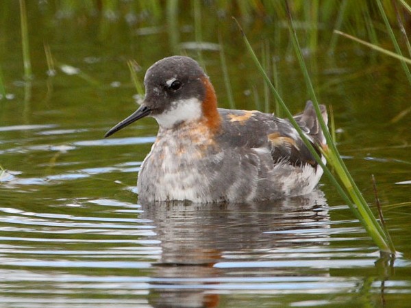 Red-necked Phalarope