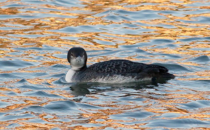 Great Northern Diver