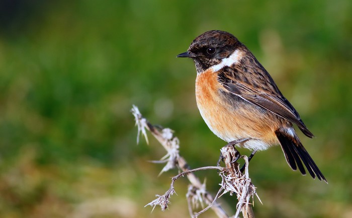 Stonechat