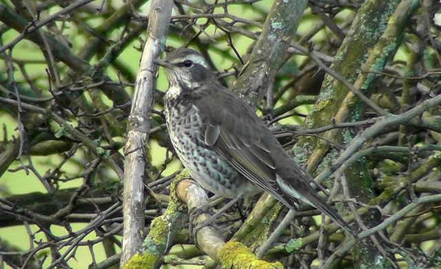 Dusky Thrush