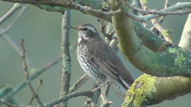 Dusky Thrush