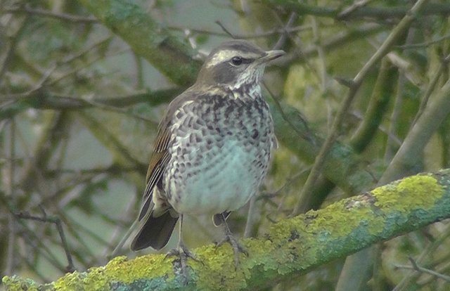 Dusky Thrush
